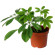 Schefflera potted plant. Elegant home plant with a lot of green leaves.. Novosibirsk