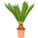 Cycas Palm Tree. This exotic palm will make a great gift!. Novosibirsk