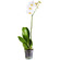 White Phalaenopsis orchid in a pot. Novosibirsk