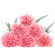 Pink Carnations. Novosibirsk